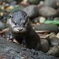 Monty, Bronx Zoo's New Baby Otter