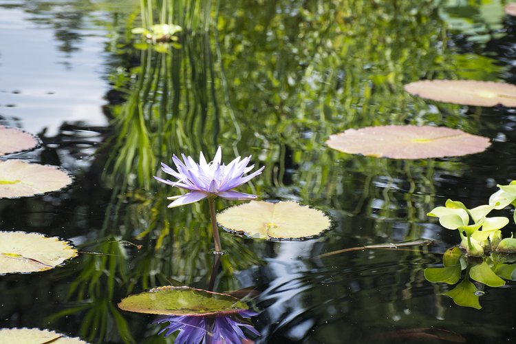 Wave Hill | Photo: Brent Terry for The Bronx Bohemian / Viewing NYC