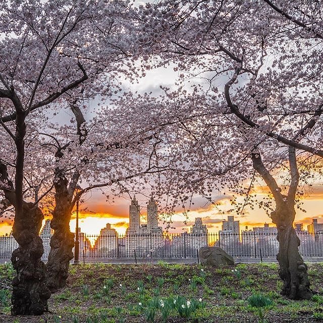 Central Park, New York, New York. Photo via @nyclovesnyc #viewingnyc #newyork #newyorkcity #nyc #centralpark