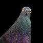 The New York Pigeon: Behind the Feathers
