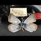 Nabokov's Butterflies - Shelf Life 360