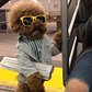 "Kids and their phones 📱nowadays 🙄, Doesn't anyone still read a newspaper? 🗞." @poochofnyc 😎#workingfortheweekend 🤓 #youbetterwork 👌🏽#nyclife 🗽 #agadorable 🦁 (DOUBLE TAP 🔊) @tustus.co.kr 👕