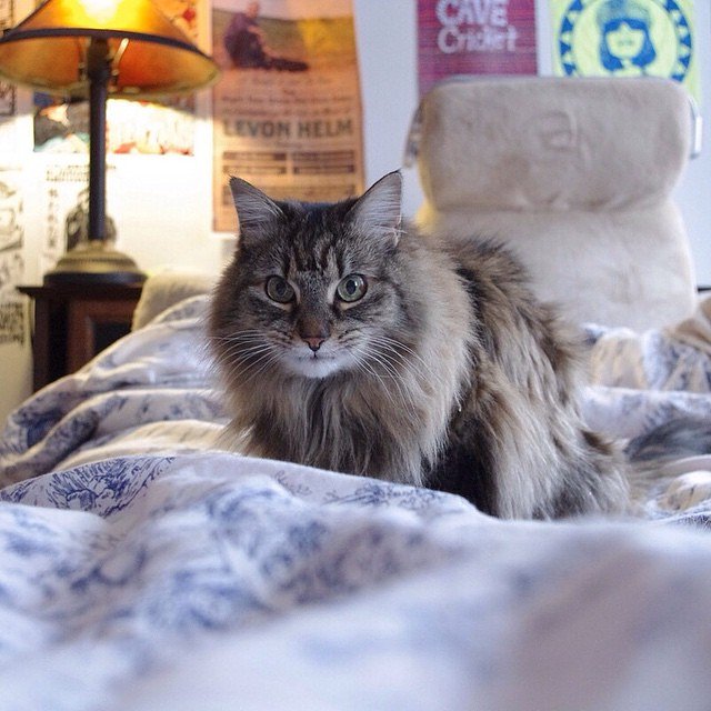 "We moved here because New York had an amazing live music scene. It’s a lot of electronic kid shit now, but that’s fine. I’m not really allowed to leave the house anyway."
- Nala, Williamsburg

#felinesofnewyork #felinesofinstagram #humansofnewyork #nyc #cats