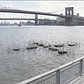 East River Art Informs Public About Water Quality