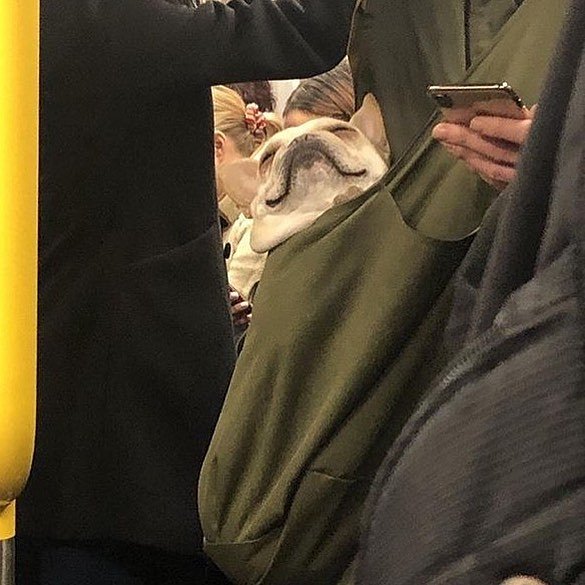 Smiling dog on the New York City Subway
