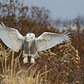 It's time to start hunting in Breezy Point, New York. "This snowy is probably the biggest I’ve photographed this winter," says the photographer. "Just the head is about the size of a soccer ball."