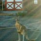 A pet kangaroo escaped from his enclosure at a Staten Island home on Saturday.