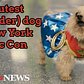 The cutest (Wonder) dog of New York Comic Con