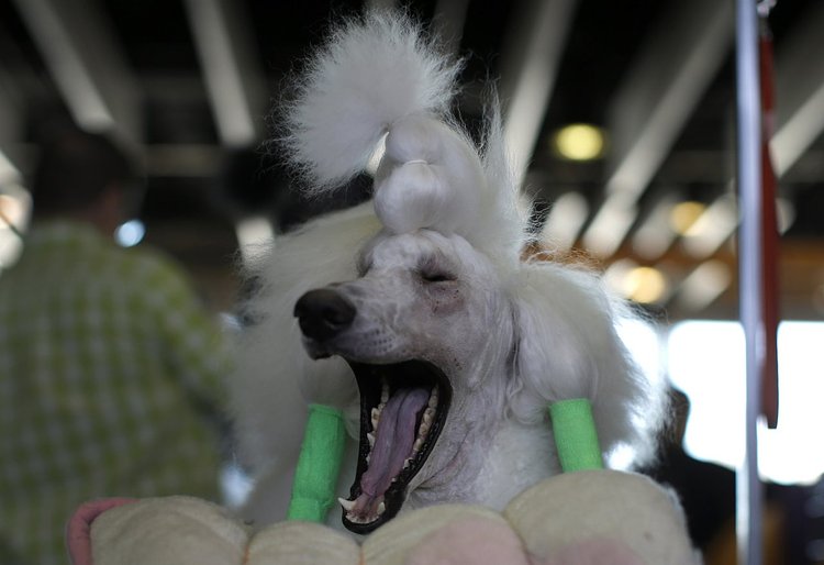 Lana, a standard Poodle from Scarsdale, New York, yawns in the grooming area before judging at the Westminster show, February 16, 2015.