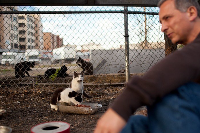 Joe waits as ferals eat and groom themselves near one of his colonies. "Feral cat caretakers are territorial like their cats. It's total madness. Nobody really talks to each other. They're all nuts."