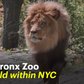 Why the Bronx Zoo is unlike any other zoo in America