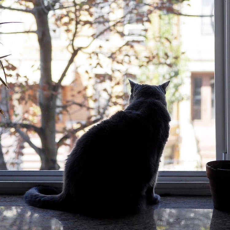 “There was a dog we used to torment. He was real small, so like three of us would gang up on him. We never really hurt him, but we definitely messed with his head. I’m sure he’ll be terrified of cats for the rest of his life. I feel like I should apologize.
“Then why don’t you apologize?”
“Have you ever seen a cat apologize?”
- Stanley, Astoria