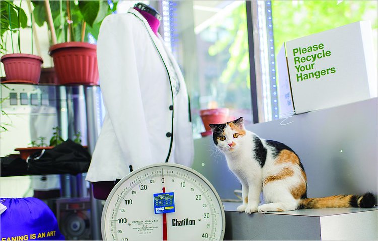 Shop Cats of New York