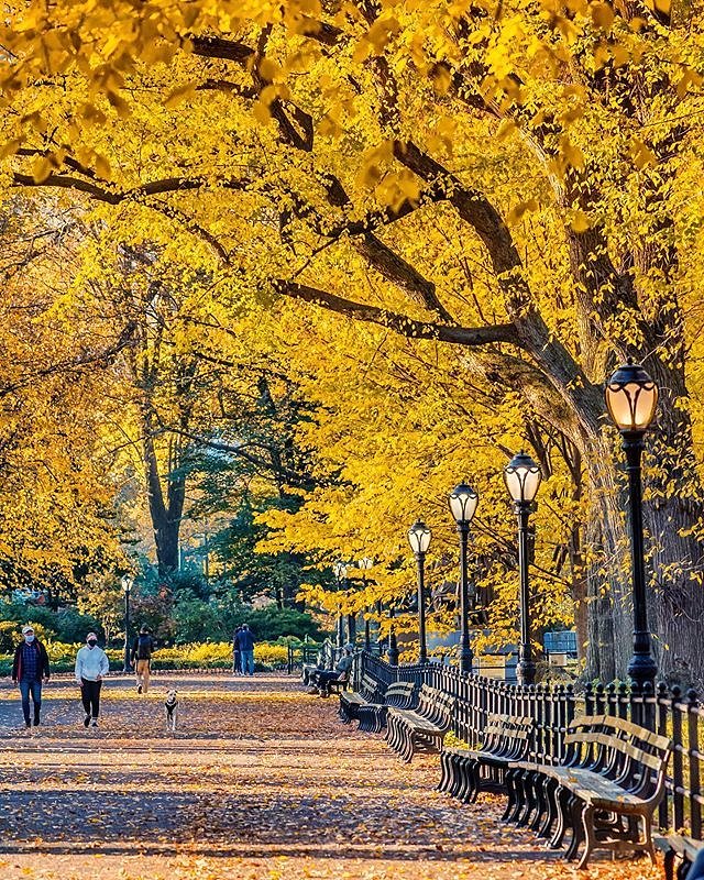 The Mall In Central Park, Manhattan