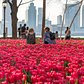 Tulip garden outside Brookfield Place, a destination for shopping, dining, arts and events in Lower Manhattan.