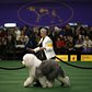 Enid Fritz from Dallas, Texas, runs her Old English Sheepdog named Dizzy during competition in the Herding Group at the Westminster show on February 16, 2015. 