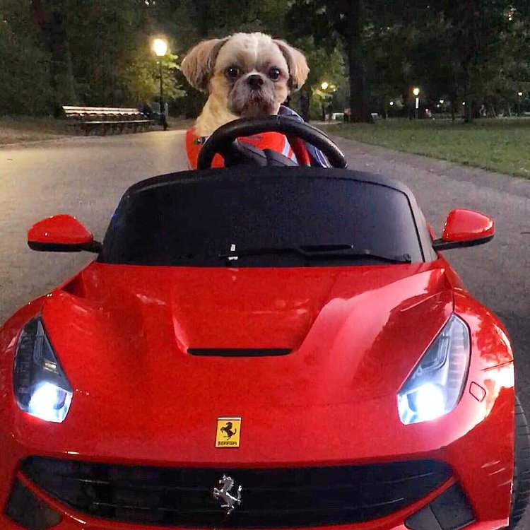 Little Red Riding Hood drives over Sheep Meadow and through the Great Lawn to Grandmother's garage....and thinks maybe @ferrariusa ran over the big bad wolf 👀 #fairytail #littleredridinghood #dogs #afterdark #shihtzu #petstagram #dogsdrivingcars