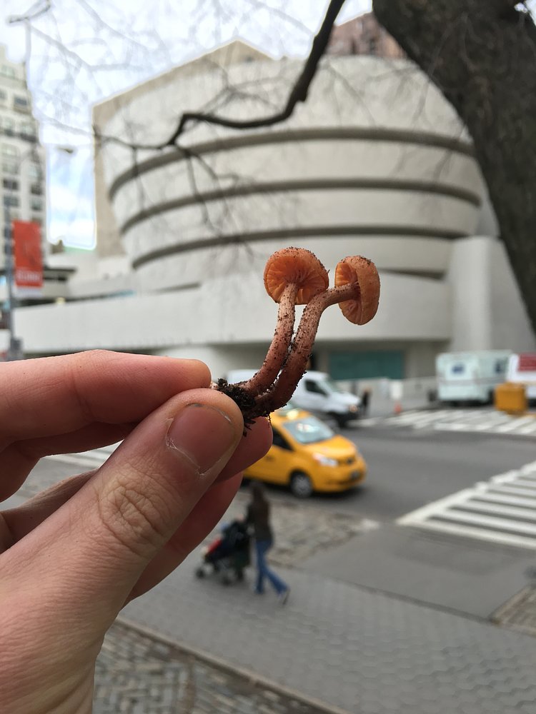 Laccaria sp.---December 2015