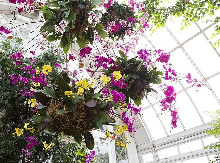 Orchids are the largest family of flowering plants.  Some range from 1/16 of an inch and can grow to more than 25 feet tall.