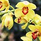 This is the Cymbidium, otherwise called Golden Boy.