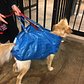 My wife just saw somebody complying with the rule about having your dog in a bag on the subways. https://t.co/0FofrfAjlf