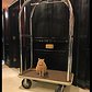 The Algonquin Hotel - New York City | Hamlet, the resident house cat