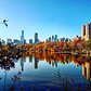 Central Park Fall