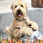 Popular Dog Knows Everyone In His NYC Neighborhood | The Dodo City Pets