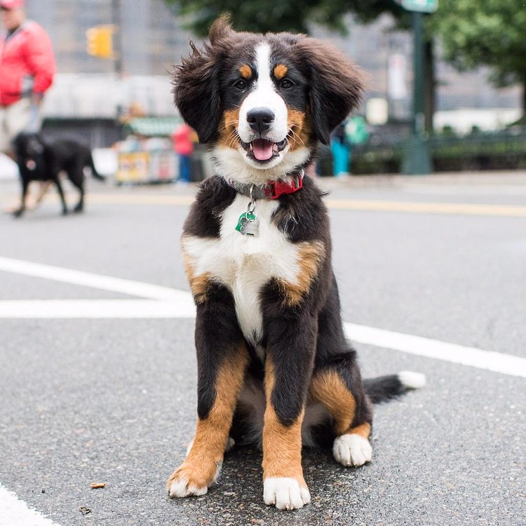 Bleecker, Bernese Mountain Dog (4 m/o), Central Park, New York, NY • "They don't stay small for very long." http://t.co/Jd88VRsVGb