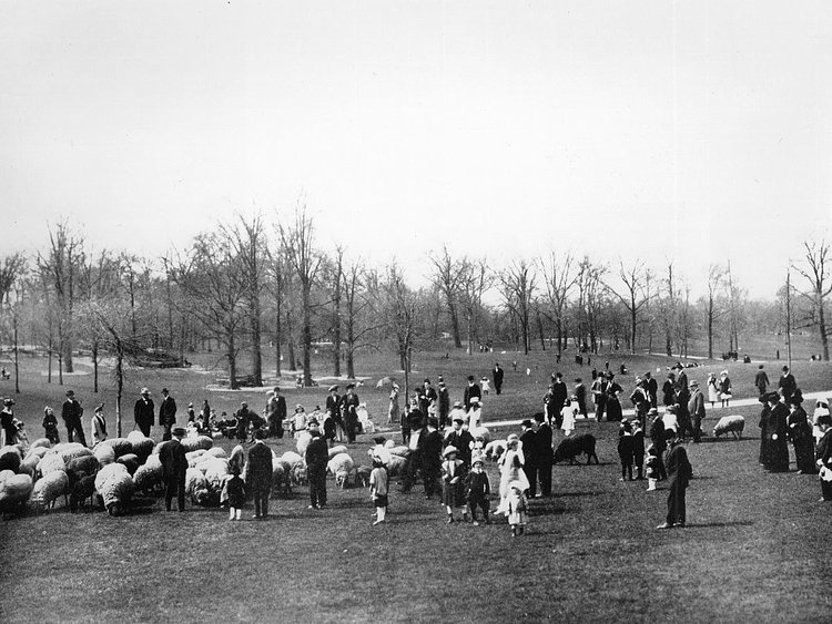 Sheep and admirers on the Long Meadow, Prospect Park, circa 1895.