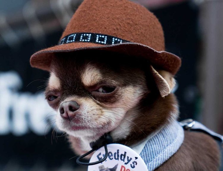 A brown fedora is perfect for the rough-and-tough dog who still wants to look adorable.