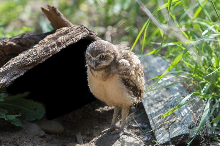This young owlet is one of three recently hatched at the Wildlife Conservation Society's Queens Zoo
