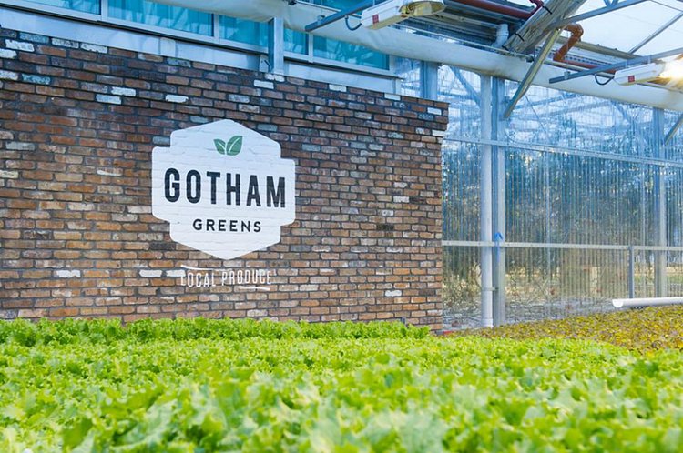 New Yorkers can now look forward to even more fresh, locally-grown veggies thanks to Gotham Greens‘ new rooftop farm in Hollis, Queens. The 60,000-square-foot greenhouse is the urban agriculture company’s third and largest growing facility in New York City and will allow the Brooklyn-based brand to triple their high-quality, pesticide-free produce production in the New York region.