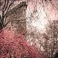 Flatiron Building from Madison Square Park, Manhattan