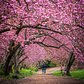 Spring in Central Park, Manhattan