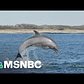 New York City's Hudson River Now Home To Dolphins