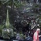Corpse Flower 2018