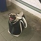 Subway Pug
