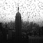 Birds and Empire State Building, Midtown, Manhattan