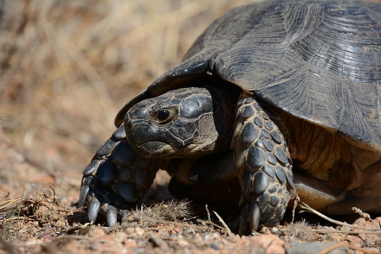 a slow walker | I saw this turtle near the Beach Baia Salinedda (Sardegna, Italy) he walked step by step to the sea.