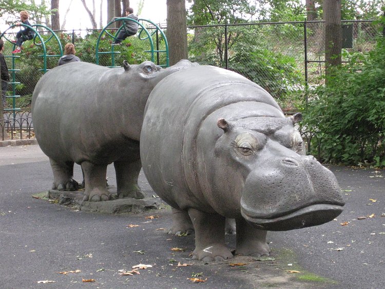 Hippo Playground | Awesome face.