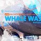 Watch the Museum's 2016 Whale Wash