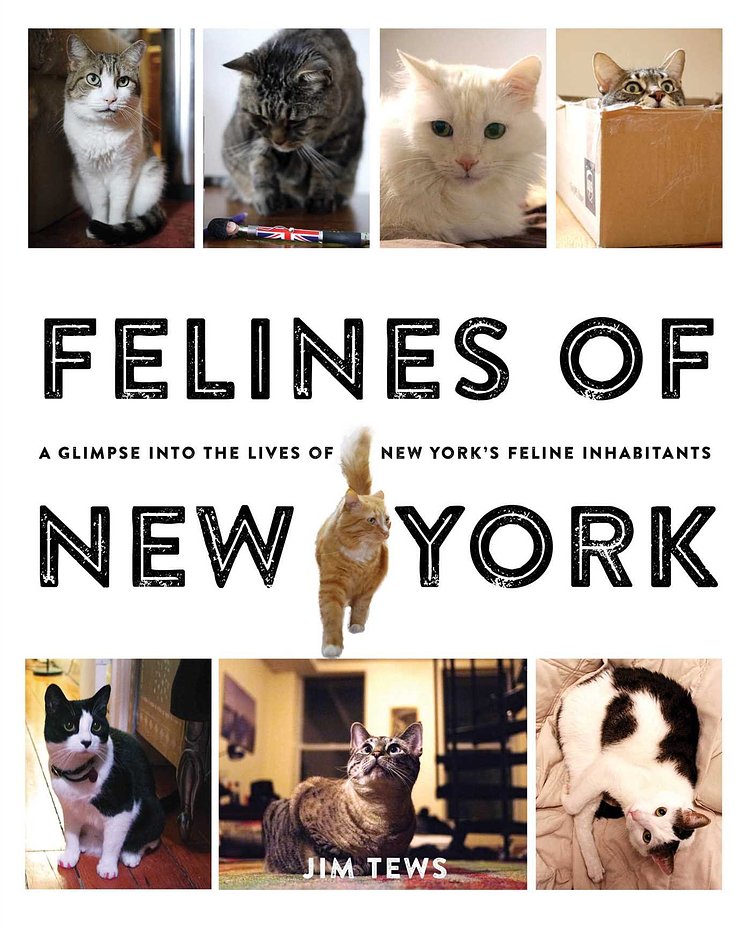 Felines of New York