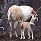 Felipe, a baby Scimitar-Horned Oryx calf born at the Staten Island Zoo. The animals have been extinct in the wild for some 30 years; they were hunted for their large horns, meat and hides. 