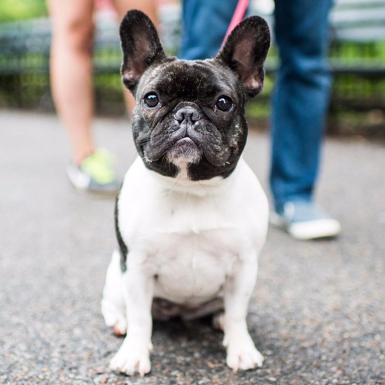 Lilo, French Bulldog (18 m/o), Central Park, New York, NY • "If you're a single guy, she's the best accessory." http://t.co/Etp93KsSlz