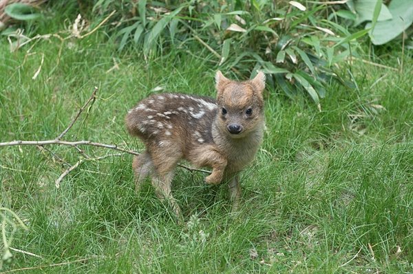 World's Smallest Deer Species Born at WCS's Queens Zoo