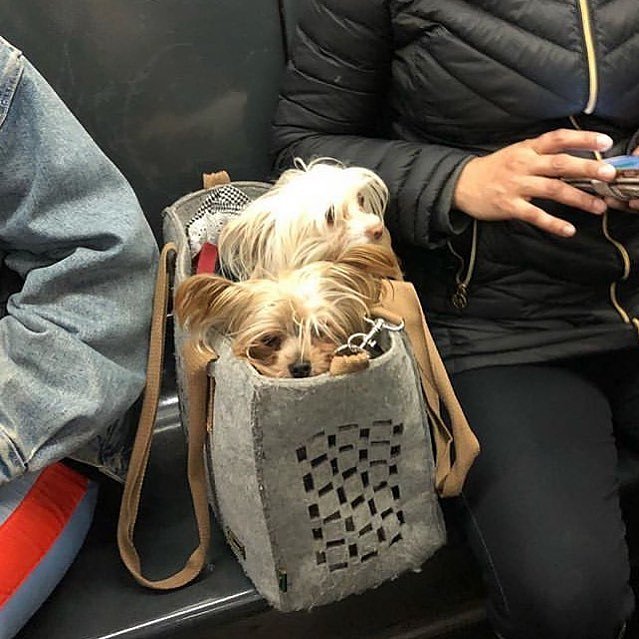 📷: @tdogdiary 
#bagdogs #bagdog #dogsinbags