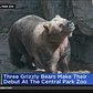 3 grizzly bears debut at Central Park Zoo