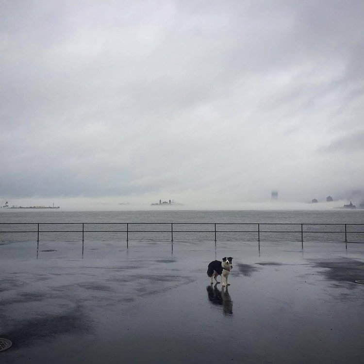 It’s a misty, moody kind of day out in New York harbor @sheldeins