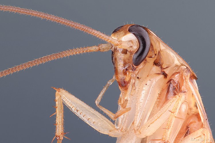 Cockroach (Barata) | Empilhamento de foco de uma barata doméstica medindo aproximadamente 2cm. Essa foto é resultado do empilhamento de 42 exposições combinadas pelo programa Combine ZP.
